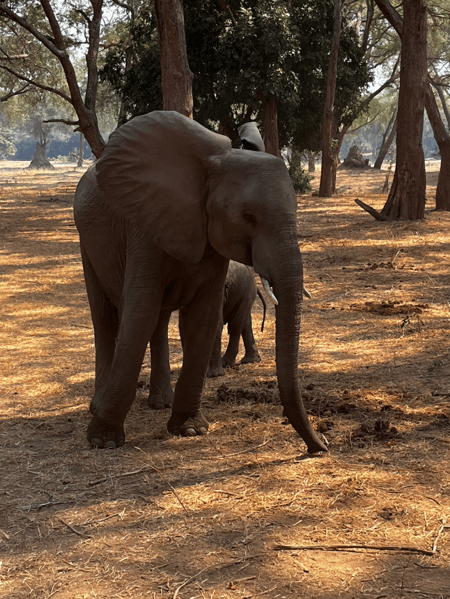 ザンビア象